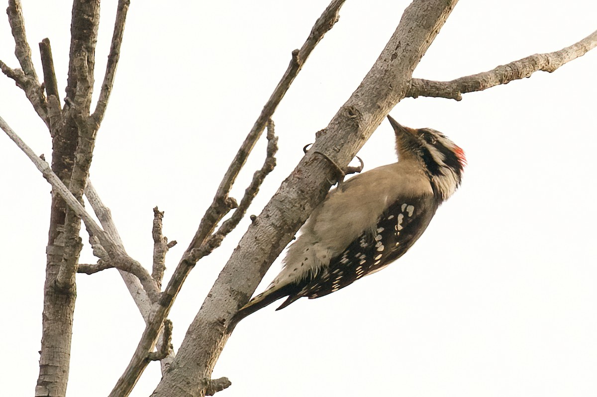 Downy Woodpecker - ML612884620