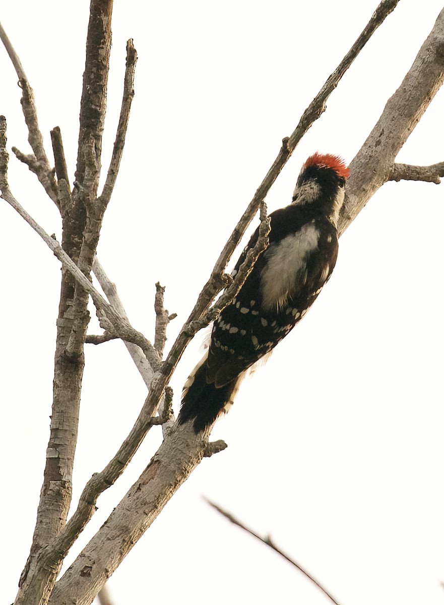 Downy Woodpecker - ML612884621