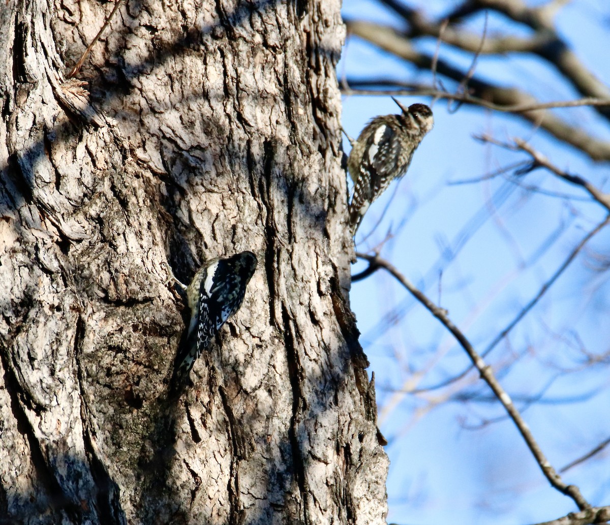 Yellow-bellied Sapsucker - ML612884637