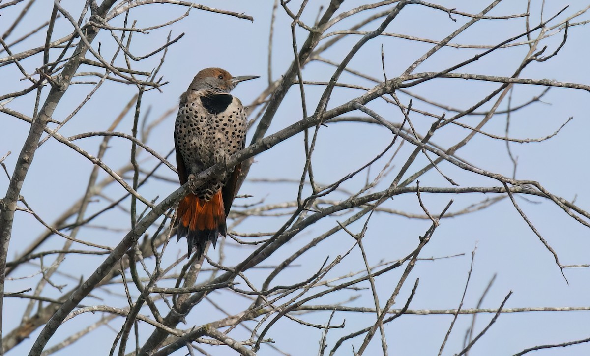 Northern Flicker (Red-shafted) - ML612884647
