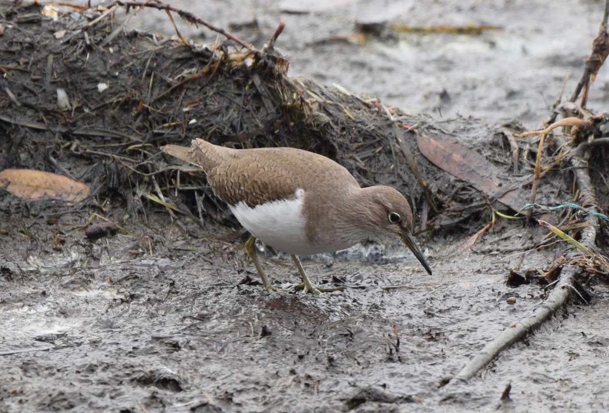 Common Sandpiper - Ryan Bakelaar