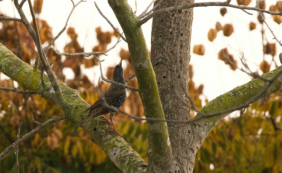 European Starling - ML612884701