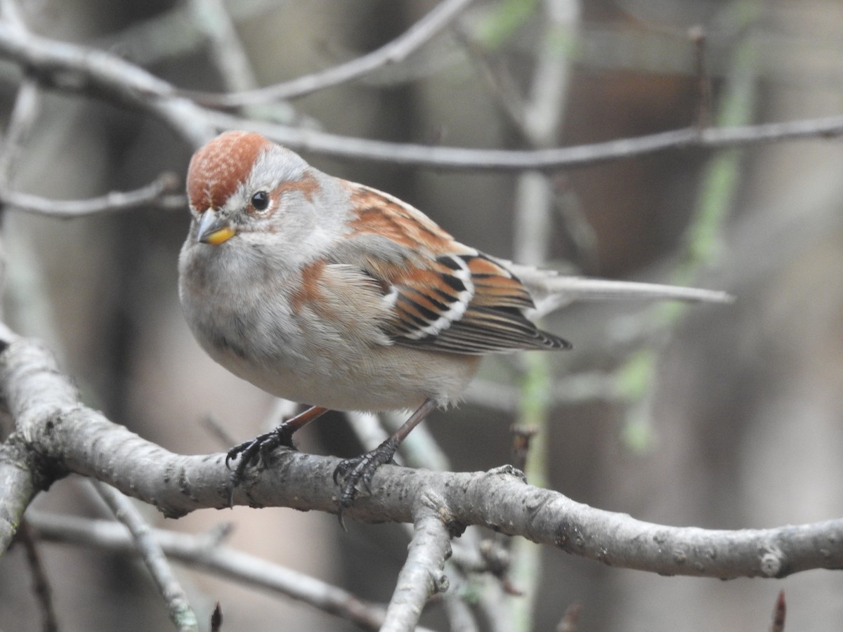 ムナフヒメドリ - ML612884709