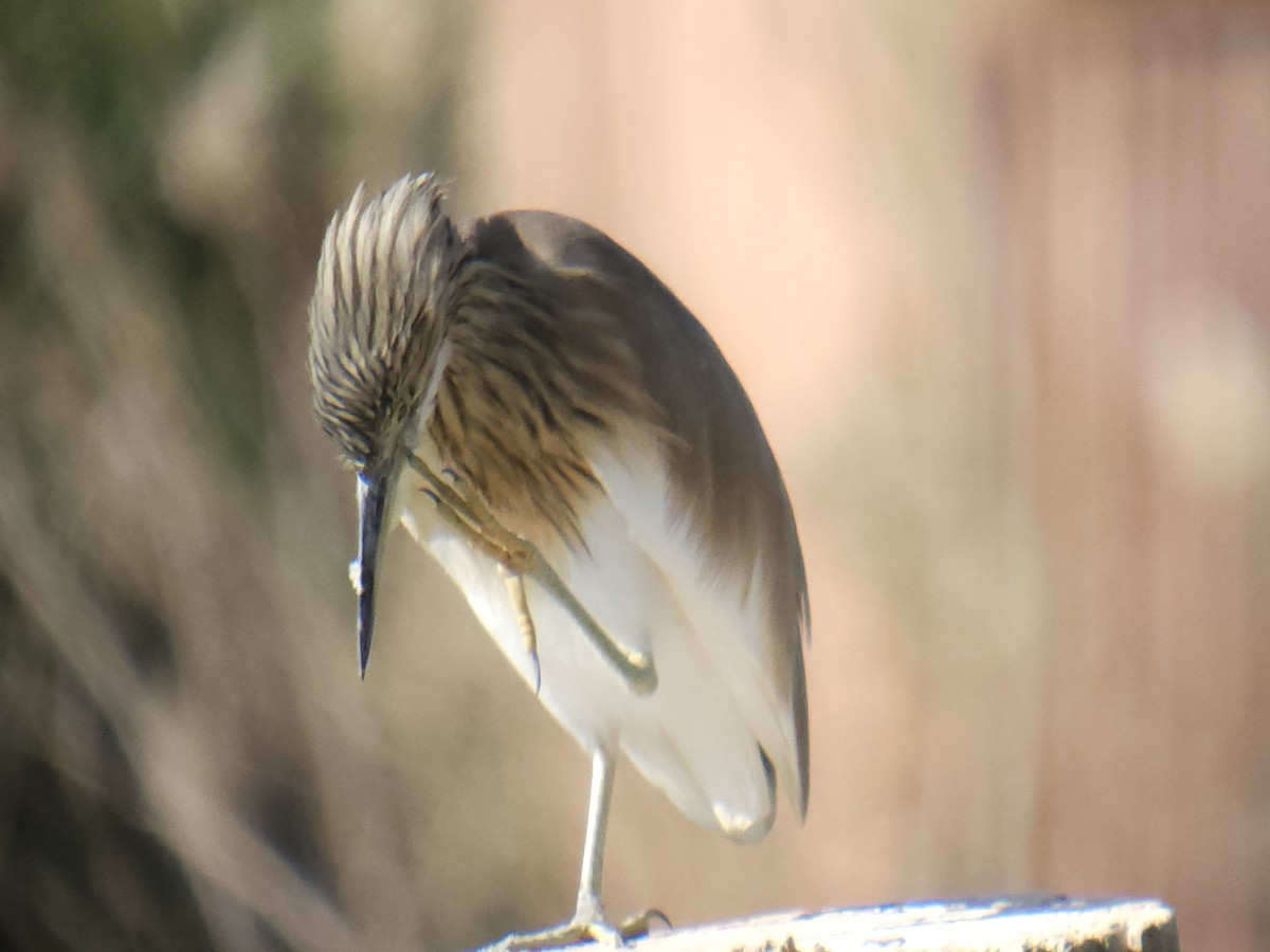 Squacco Heron - ML612884712