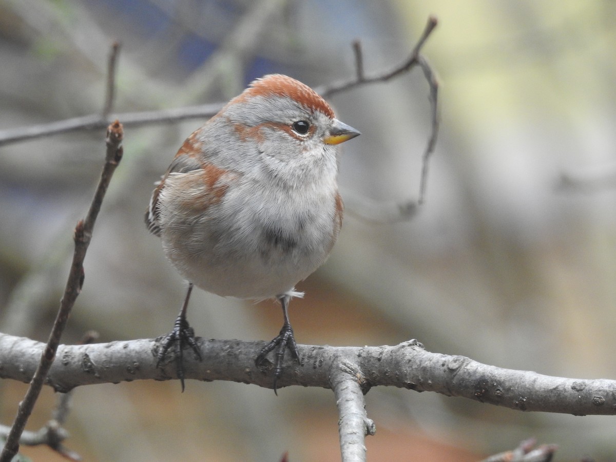 ムナフヒメドリ - ML612884719