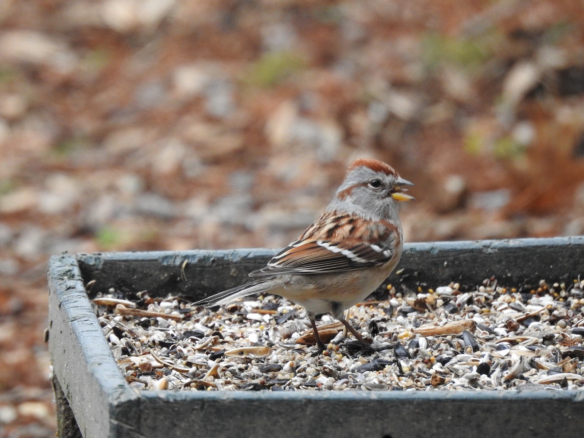 ムナフヒメドリ - ML612884724