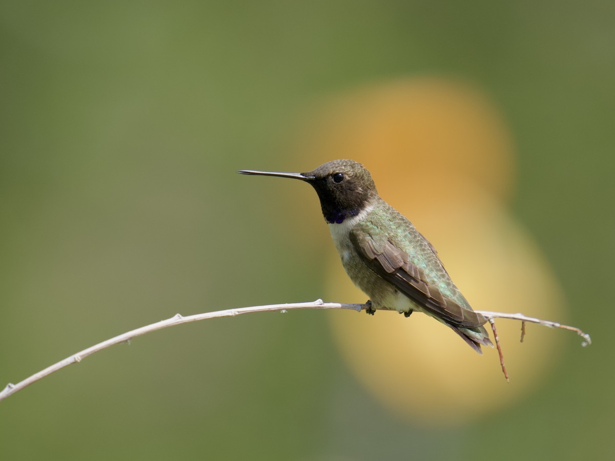Black-chinned Hummingbird - ML612884738
