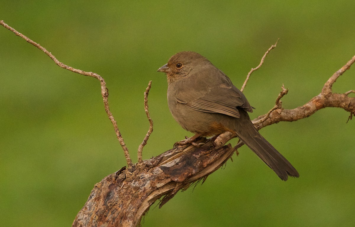 California Towhee - ML612884747