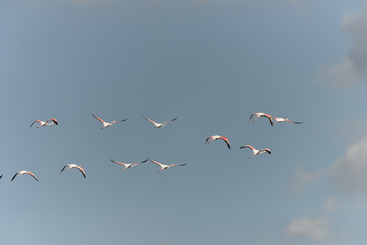 Greater Flamingo - Florent De Vathaire