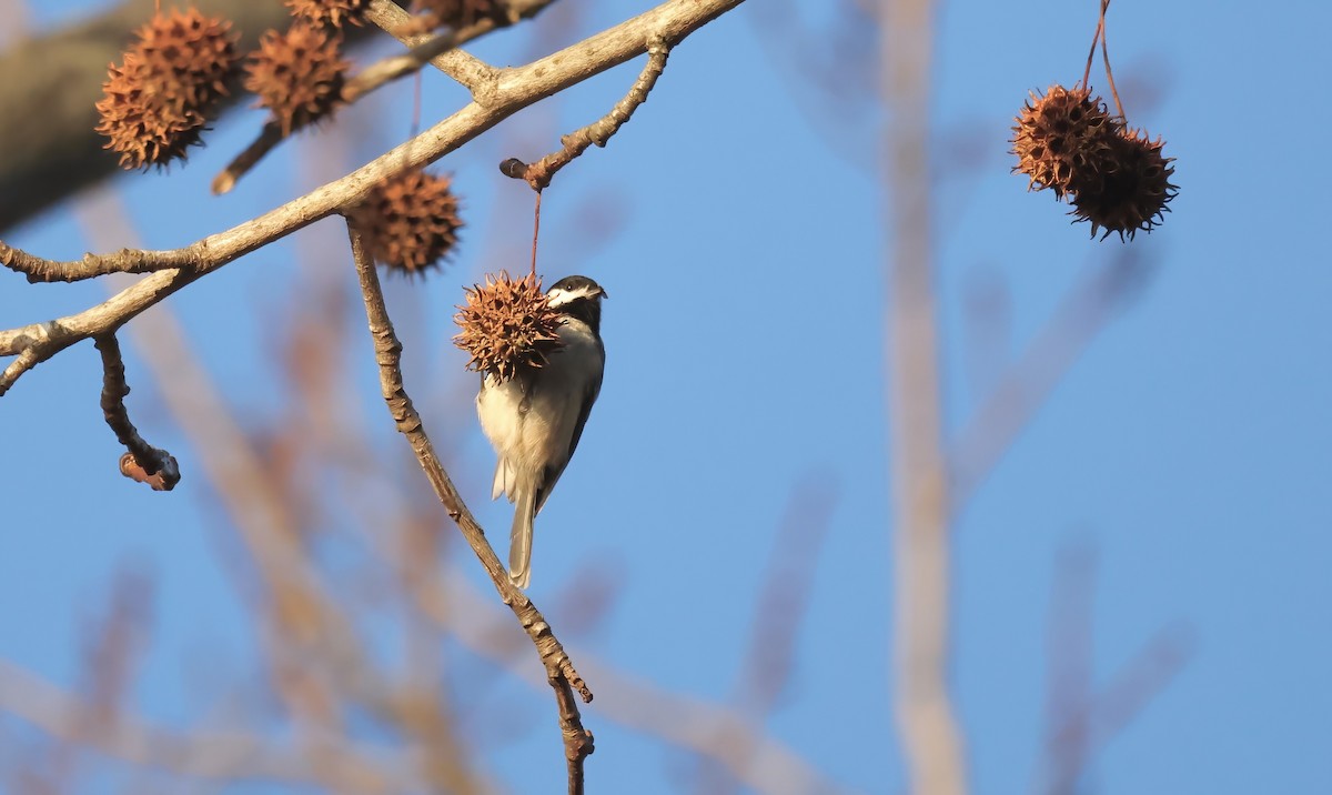 Carolina Chickadee - ML612884934