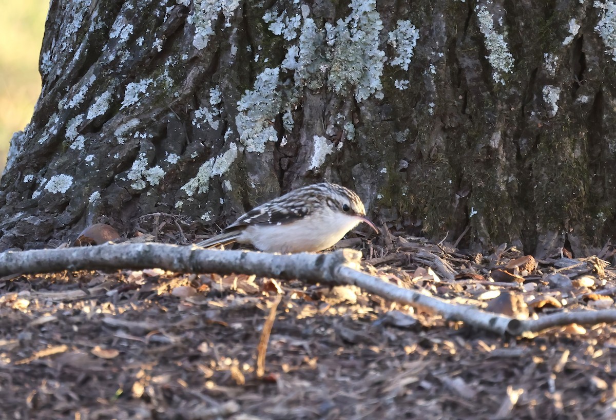 Brown Creeper - ML612884963