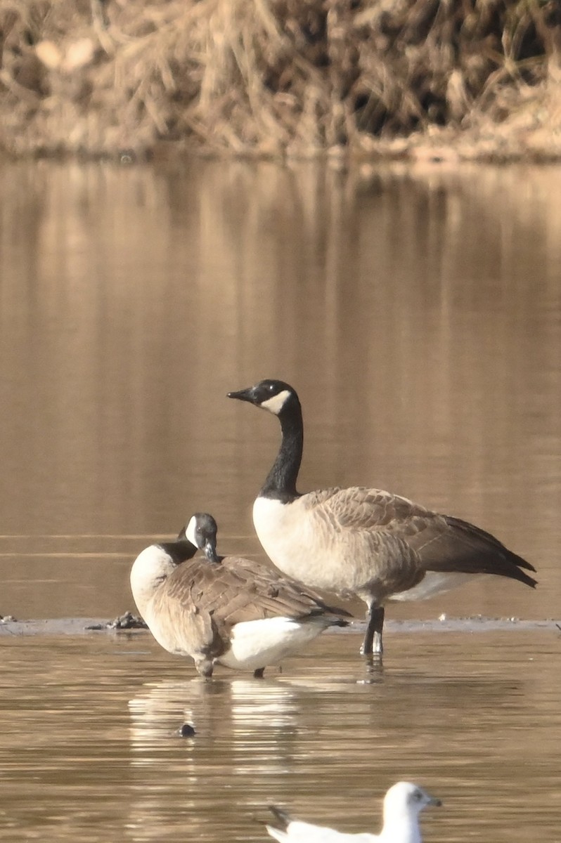 Canada Goose - ML612884964