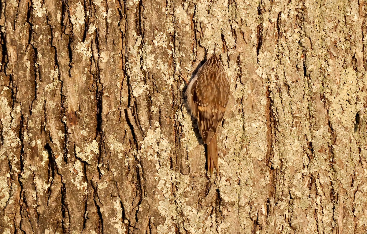 Brown Creeper - ML612884984