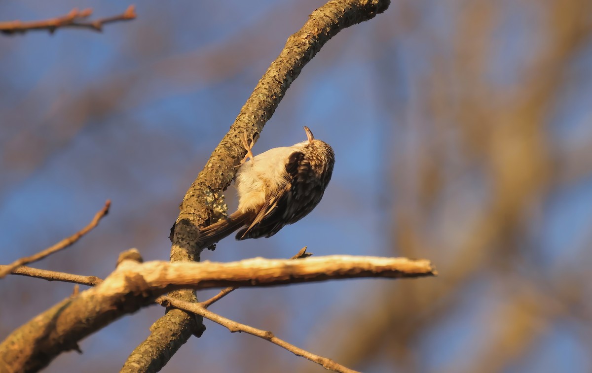 Brown Creeper - ML612884987