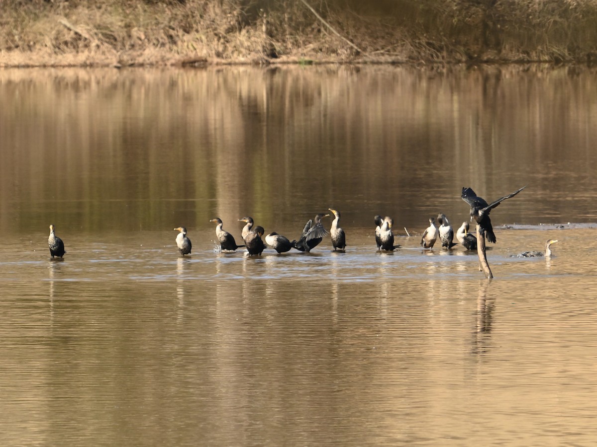 Double-crested Cormorant - ML612885024