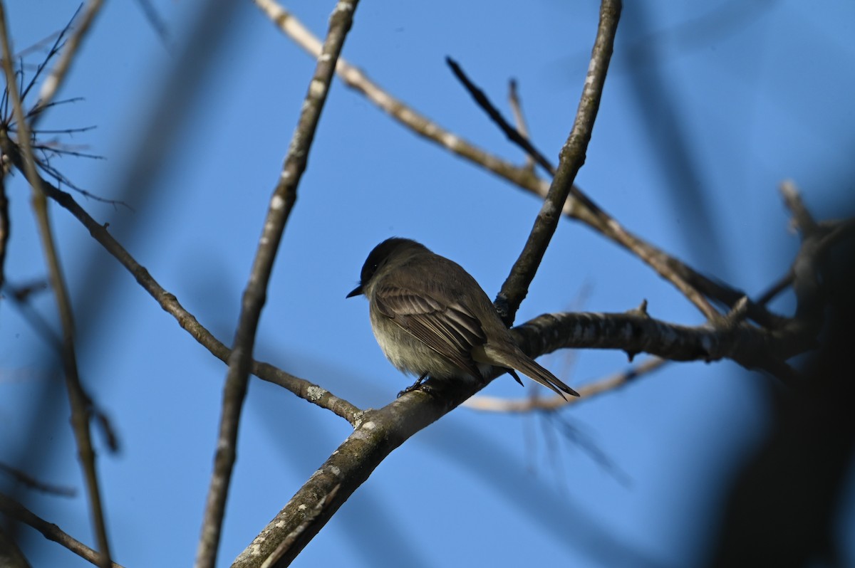 Eastern Phoebe - ML612885061