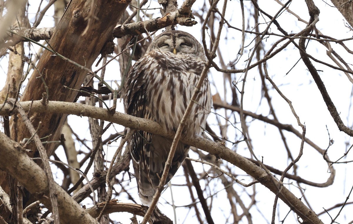 Barred Owl - ML612885077