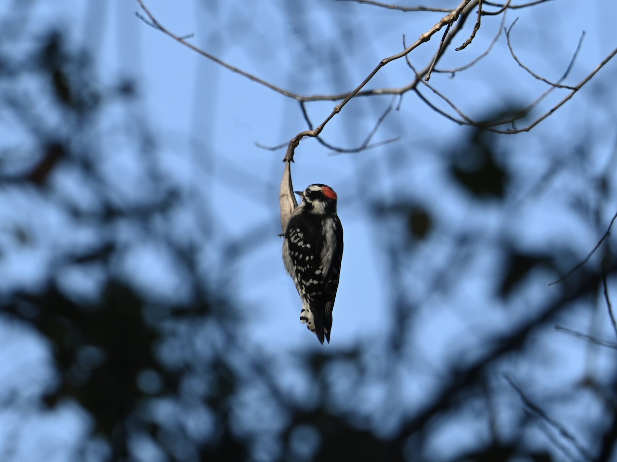 Downy Woodpecker - ML612885085
