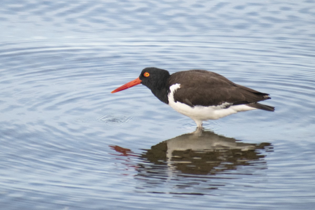 American Oystercatcher - ML612885135