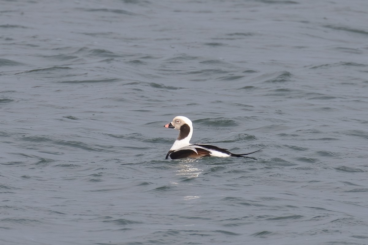 Long-tailed Duck - Kalpesh Krishna