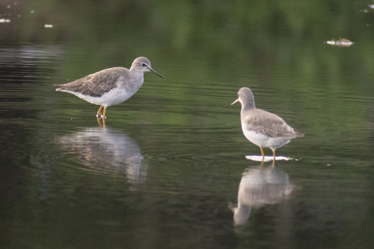 Lesser Yellowlegs - ML612885148