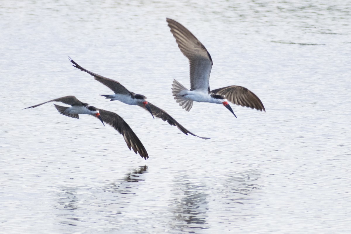 Black Skimmer - ML612885163