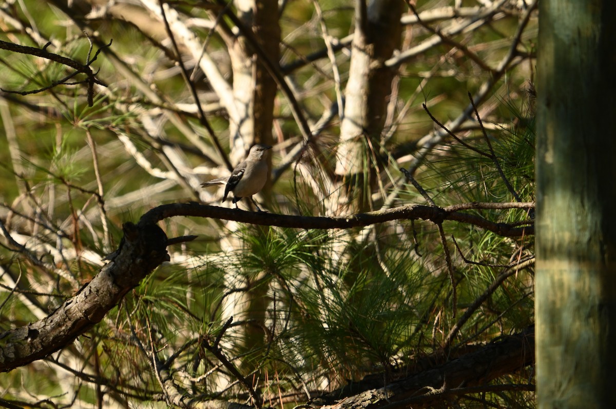 Northern Mockingbird - ML612885165