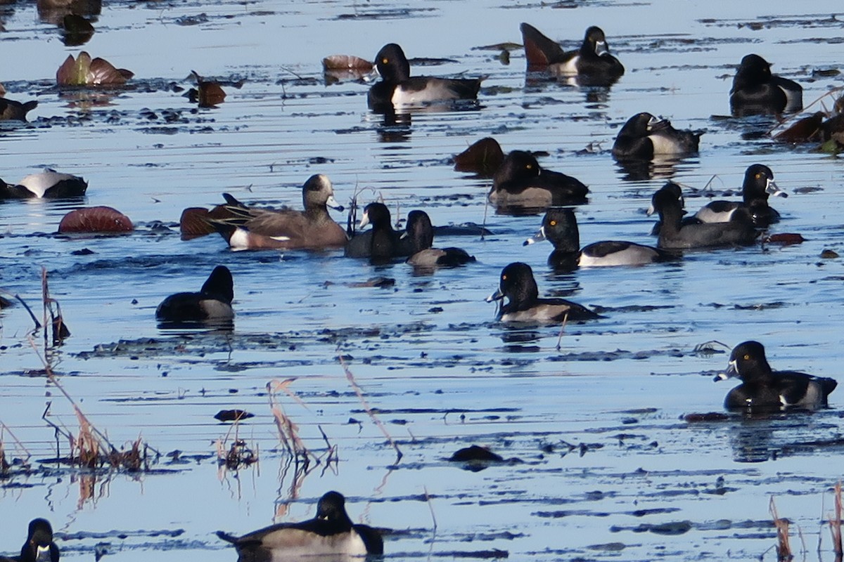 American Wigeon - ML612885243