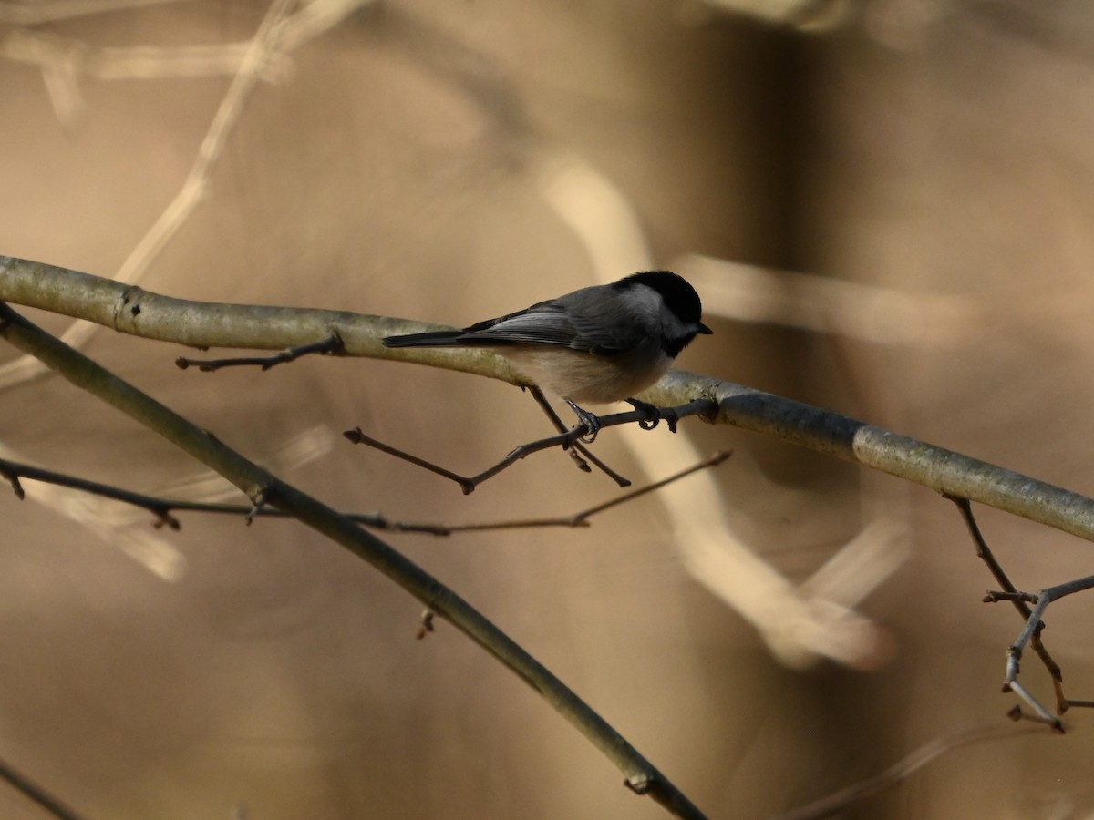 Carolina Chickadee - ML612885283