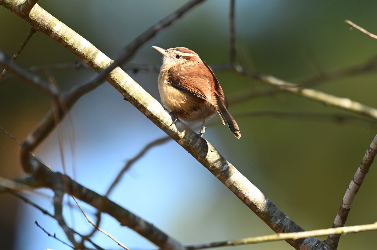 Carolina Wren - ML612885288