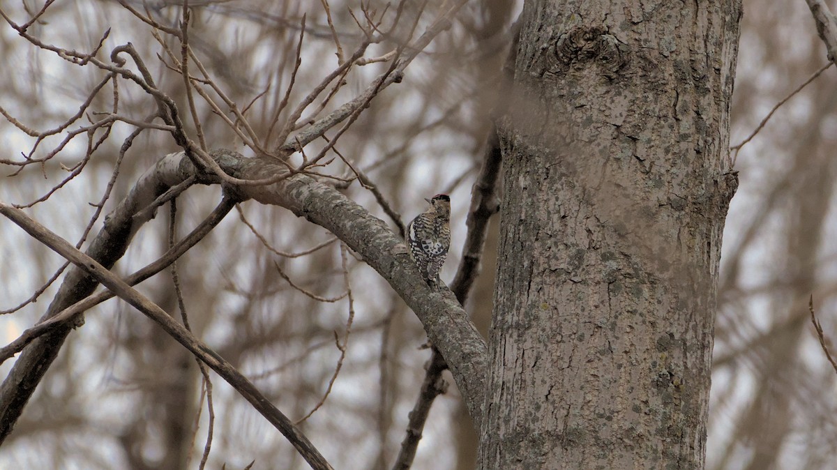 Yellow-bellied Sapsucker - Robert Howard