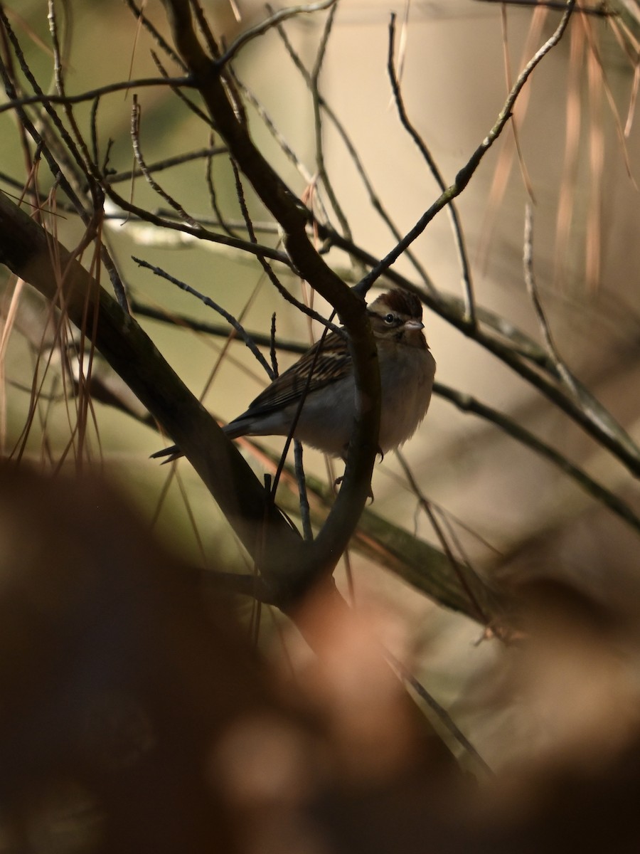 Chipping Sparrow - ML612885386
