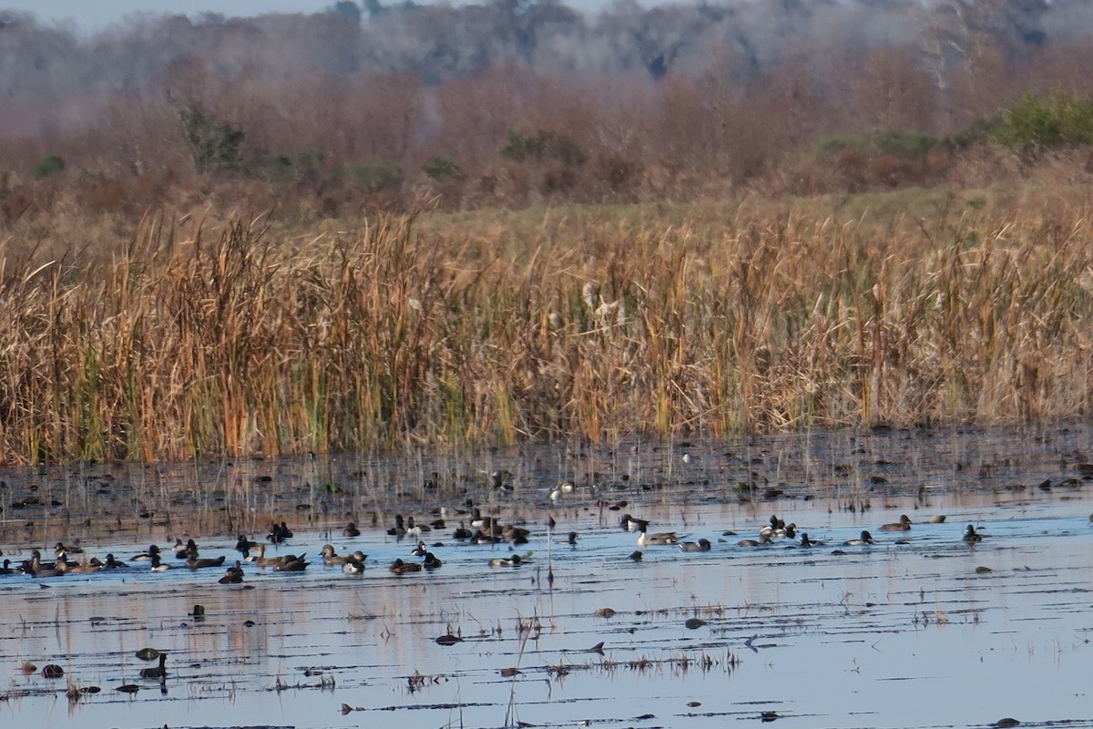 Northern Pintail - ML612885392