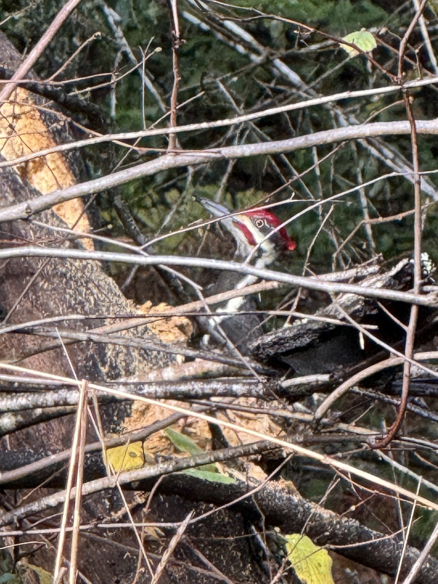 Pileated Woodpecker - ML612885402