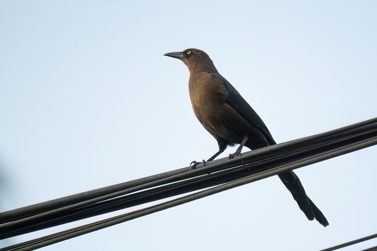 Great-tailed Grackle - ML612885424