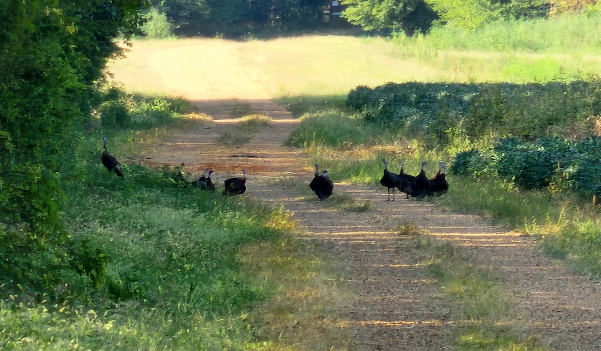 Wild Turkey - ML612885443