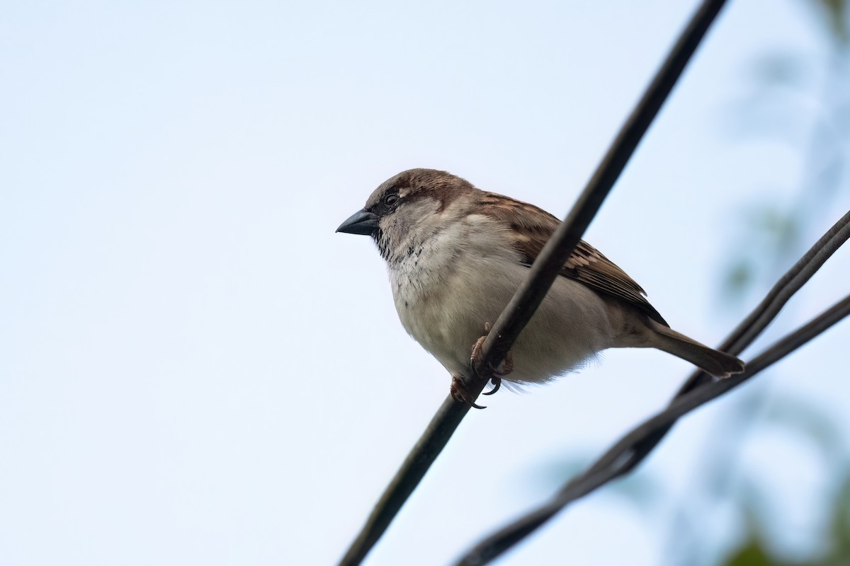 House Sparrow - ML612885445