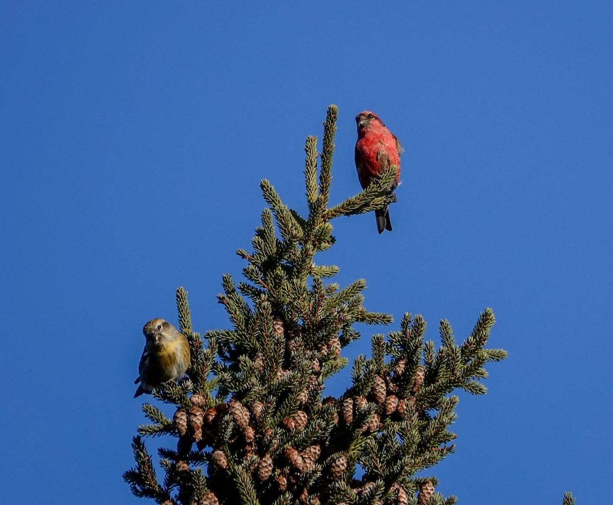 White-winged Crossbill - ML612885457