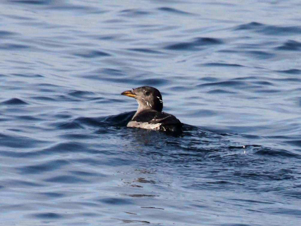 Rhinoceros Auklet - ML612885460