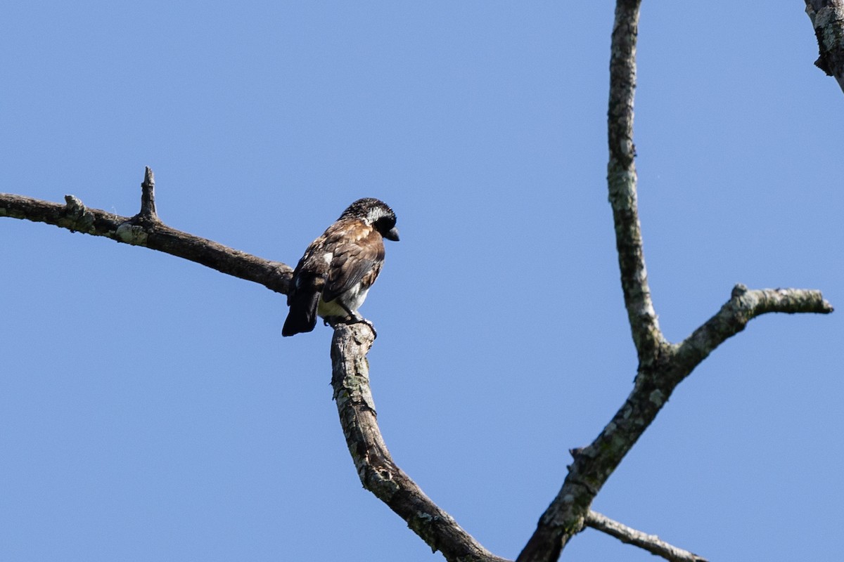 White-eared Barbet - ML612885596