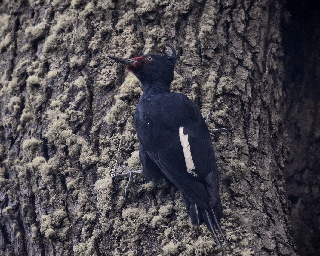 Magellanic Woodpecker - ML612885612