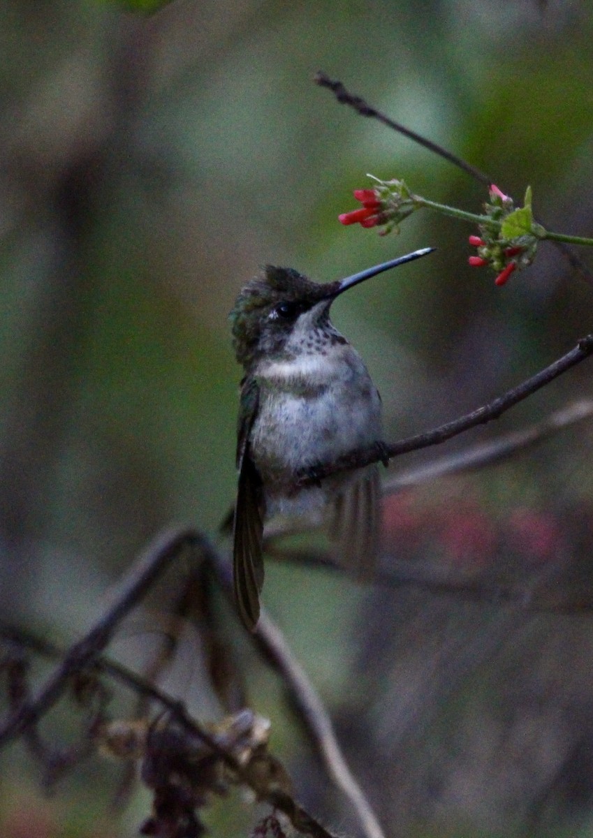 Bumblebee Hummingbird - ML612885616