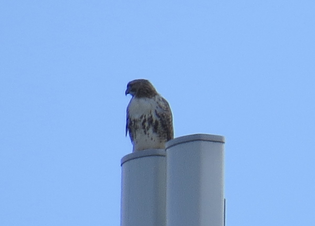 Red-tailed Hawk - ML612885665