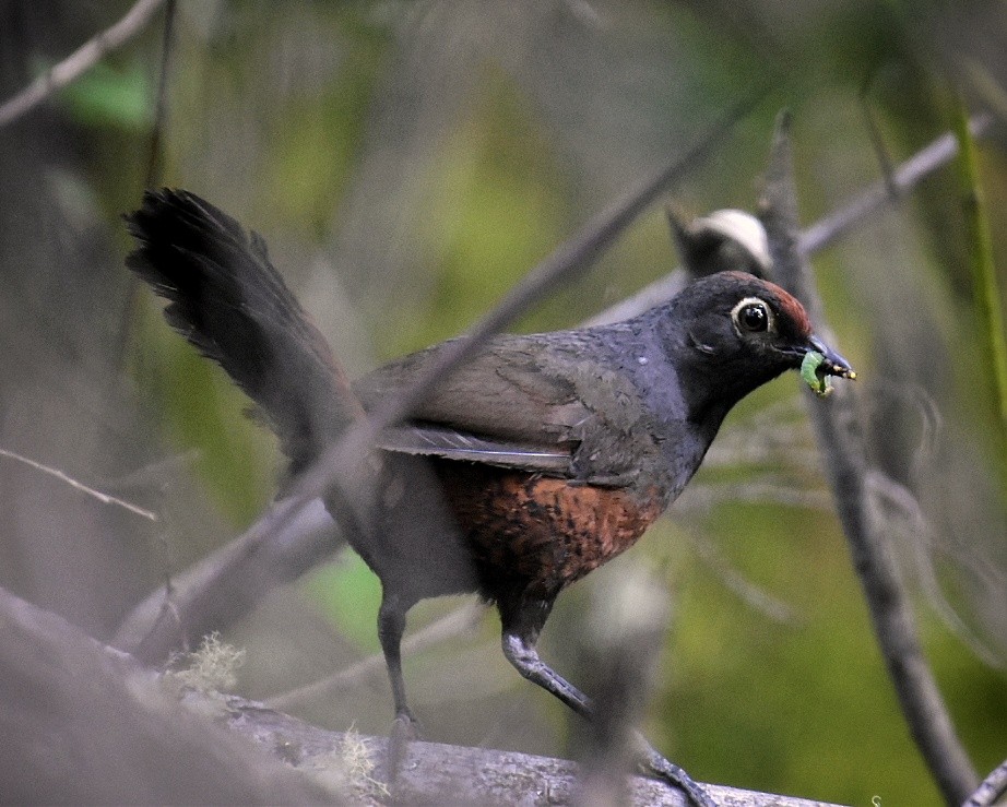 Black-throated Huet-huet - ML612885670