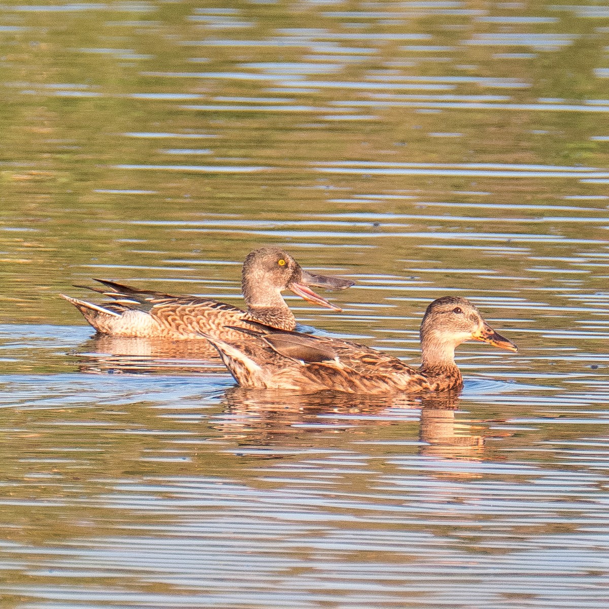 Халбага нугас - ML612885694