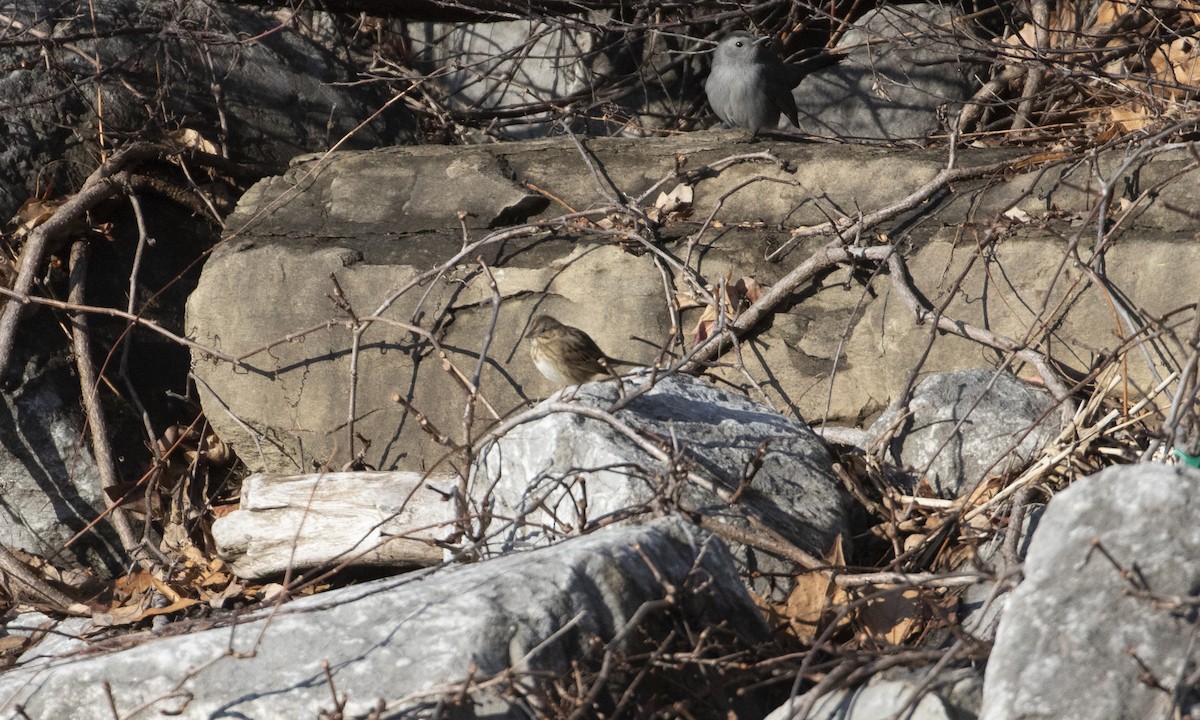 Lincoln's Sparrow - ML612885697