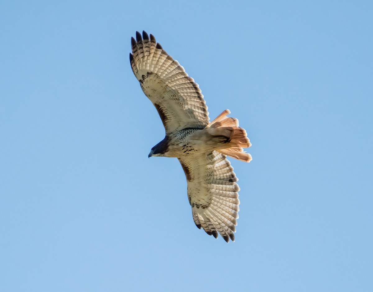 Red-tailed Hawk - ML612885717