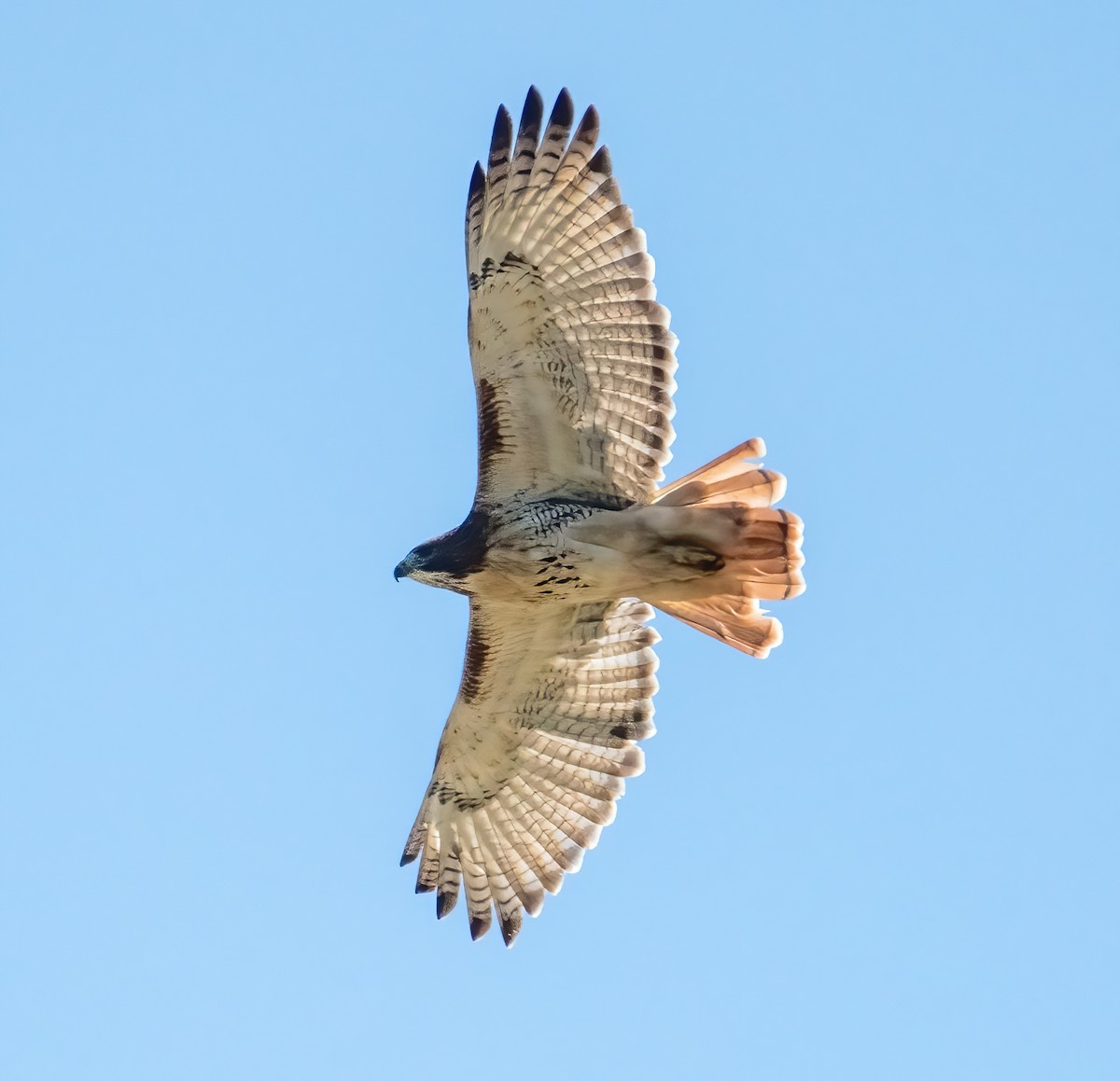 Red-tailed Hawk - ML612885718