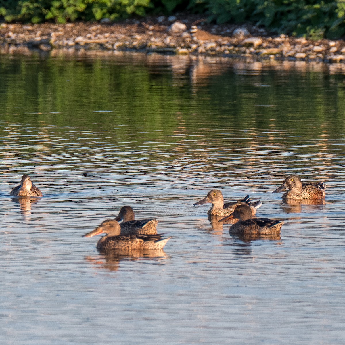 Халбага нугас - ML612885743