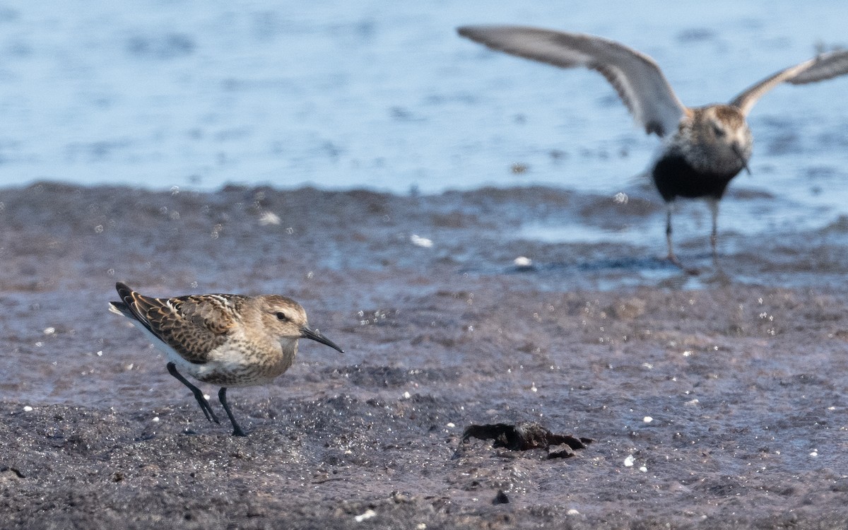 Dunlin (schinzii) - ML612885810